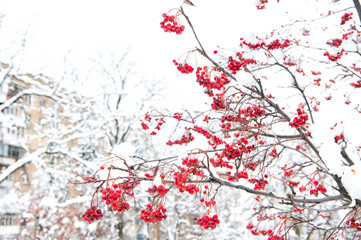 Winter nature concept. Frozen food. Seasonal berries. Christmas rowan berry branch. Hawthorn berries bunch. Rowanberry in snow. Berries of red ash in snow. Winter background. Frosted red berries