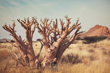 African landscapes