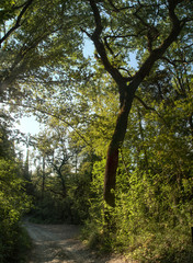 Tuscan Woodland Path in the vicinity of Florence