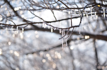 Winter Tree Branches in Motion with Icicles
