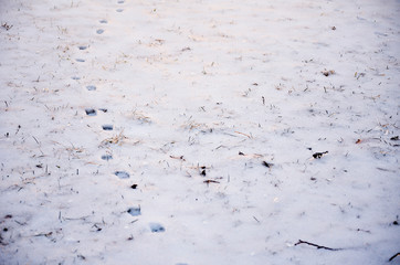 Animal Tracks in the Winter Snow