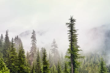 Tissu par mètre Forêt dans le brouillard Fog in the forest
