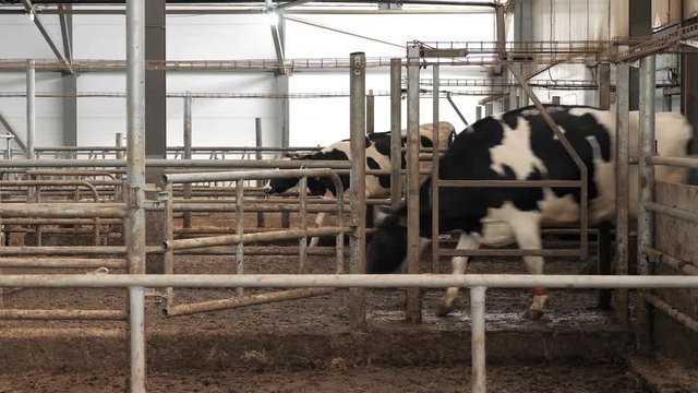 Dairy cows walking in stall in cattle shed on farm
