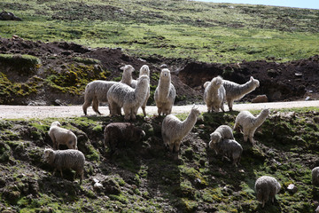 ANIMALES EN SIERRA DE ANCASH PER&Uacute;