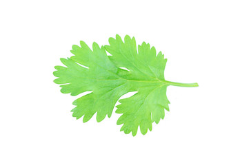 Coriander leaf isolated on white background with clipping path.