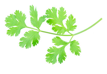 Coriander leaf isolated on white background with clipping path.
