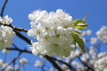 Kirschbl&uuml;te