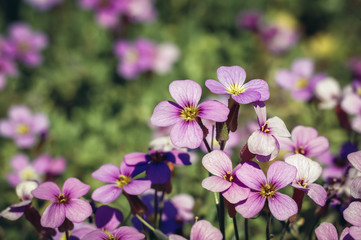 Aubrieta deltoidea flowering plant in the mustard family commonly known as lilacbush, purple rock cress or rainbow rock cress