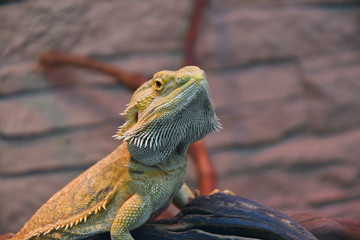 Bearded agama (Lat. Pogona barbata)