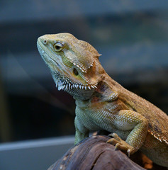Bearded agama (Lat. Pogona barbata)