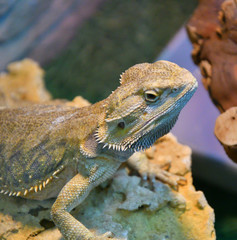 Bearded agama (Lat. Pogona barbata)