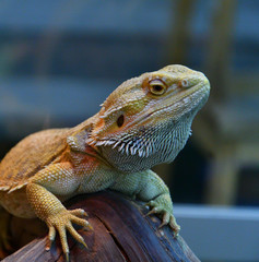 Bearded agama (Lat. Pogona barbata)