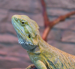 Bearded agama (Lat. Pogona barbata)