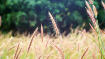 grass in the wind, cattails flower outdoor summer