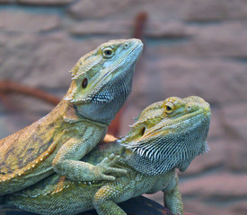 Bearded agama (Lat. Pogona barbata)