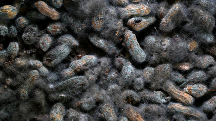 Black fungus from beans, closeup of pile of seeds