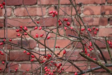 Strauch mit Hagebutten vor einer Backsteinmauer