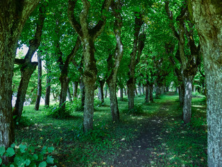landscape with linden avenue in the old manor park