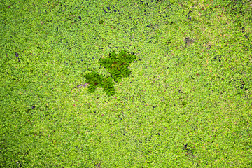 Stem with leaves Salvini algae floating among small duckweed Lemna minor