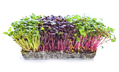 microgreens sprouts - healthy and fresh food - 314894799