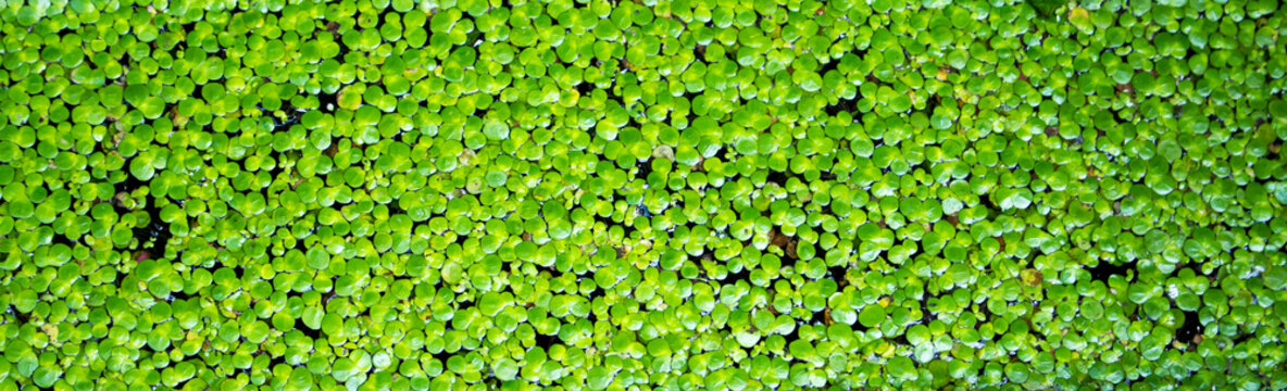 Background of rectangular shallow duckweed leaves covering the surface of the water