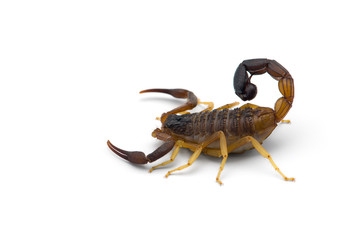 African venom Scorpion isolated on white background