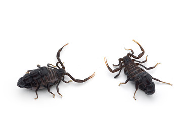 African venom Scorpion isolated on white background