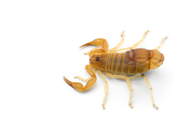 African venom Scorpion isolated on white background