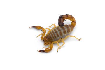 African venom Scorpion isolated on white background
