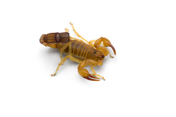 African venom Scorpion isolated on white background