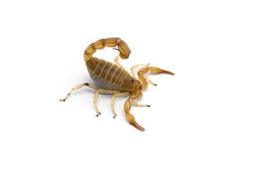 African venom Scorpion isolated on white background