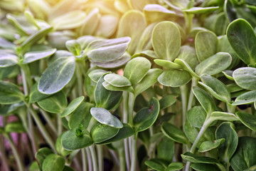 microgreens sprouts - healthy and fresh food