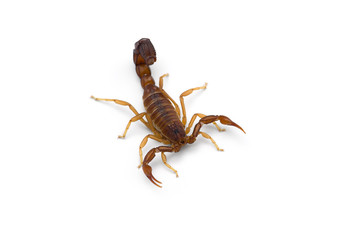 African venom Scorpion isolated on white background