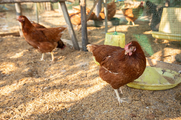 Open chicken farming means raising only a few chickens in a coop and eating nutritious, non-chemical foods that will ultimately benefit consumers' health.