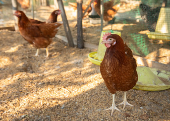 Open chicken farming means raising only a few chickens in a coop and eating nutritious, non-chemical foods that will ultimately benefit consumers' health.