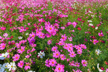 Beautiful cosmos flowers blooming in cosmos field