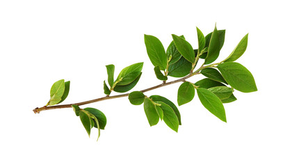 Spring twig with green leaves