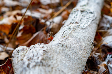 Rime on a tree branch lying on the ground