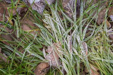 Hoarfrost on the green stems of grass growing among fallen autumn leaves