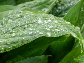 green leaf texture with dew drops, close-up view