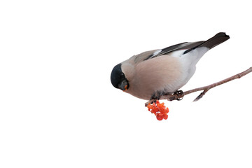 Cute colorful eurasian bullfinch eating red berries, (Pyrrhula pyrrhula) on an isolated white background