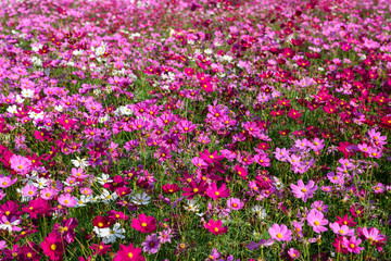 Beautiful cosmos flowers blooming in cosmos field at Saraburi,