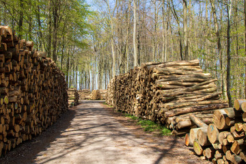 Holzstapel im Wald am Waldweg, Polter