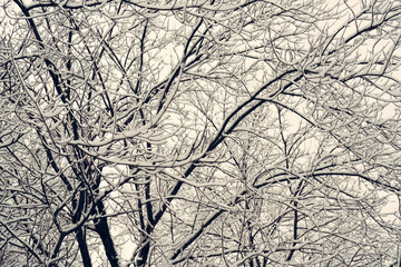 Black branches of the trees are covered with white snow. Winter background.