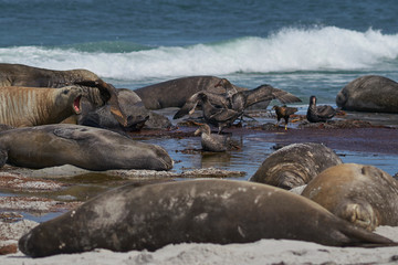Southern Giant Petrel (Macronectes giganteus), Northern Giant Petrel (Macronectes halli) and Striated Caracara feeding on the carcass of a Southern Elephant Seal on Sea Lion Island in the Falklands