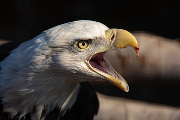 Eagle scream