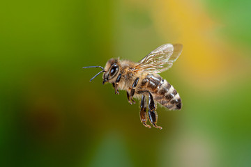 Apis mellifera flying,  Bienenflug, fliegende Honigbiene, Apis mellifera fliegend, Biene im Anflug, fliegendes Insekt, Insektenflug, Flying honey bee, Flying insect