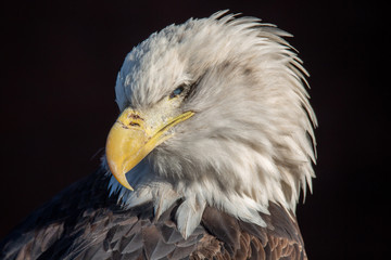 eagle