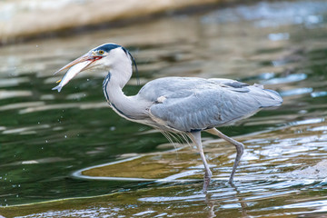 Grey Heron catch fish in zoo