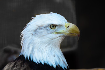 eagle
